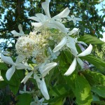 Vipphortensia 'Great Star'